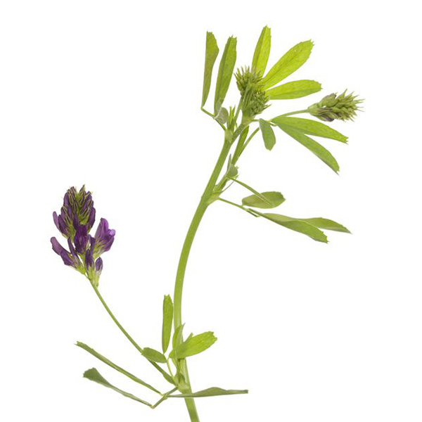  Люцерна посевная 