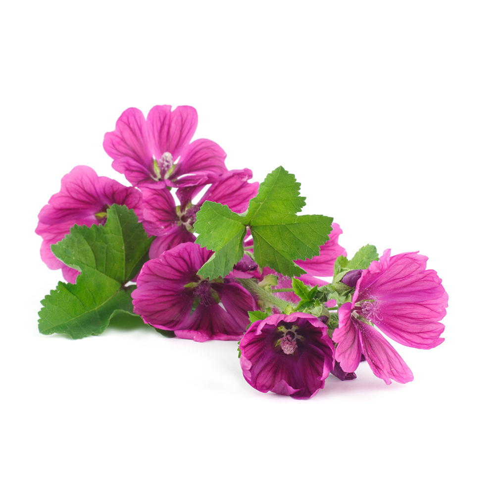  Мальва лесная 