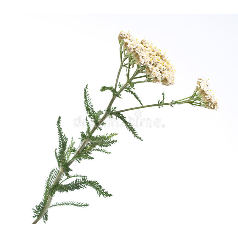  Тысячелистник обыкновенный 