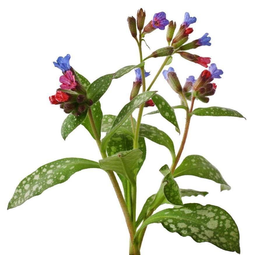  Медуница неясная 