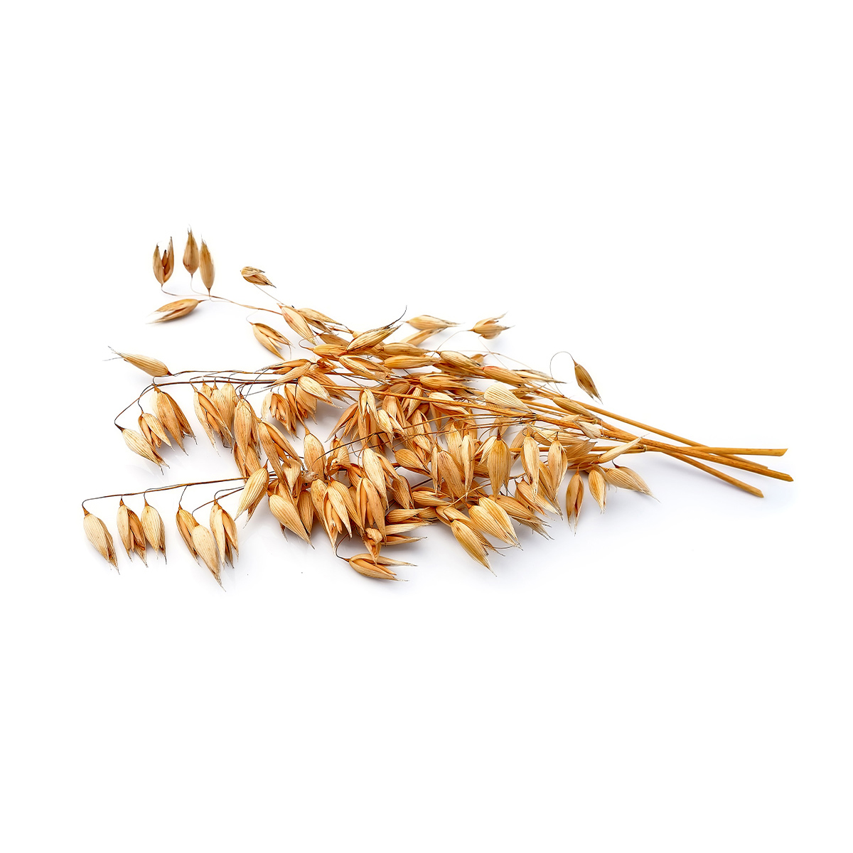  Овес обыкновенный 