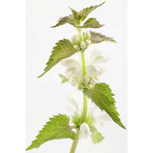  Яснотка белая 