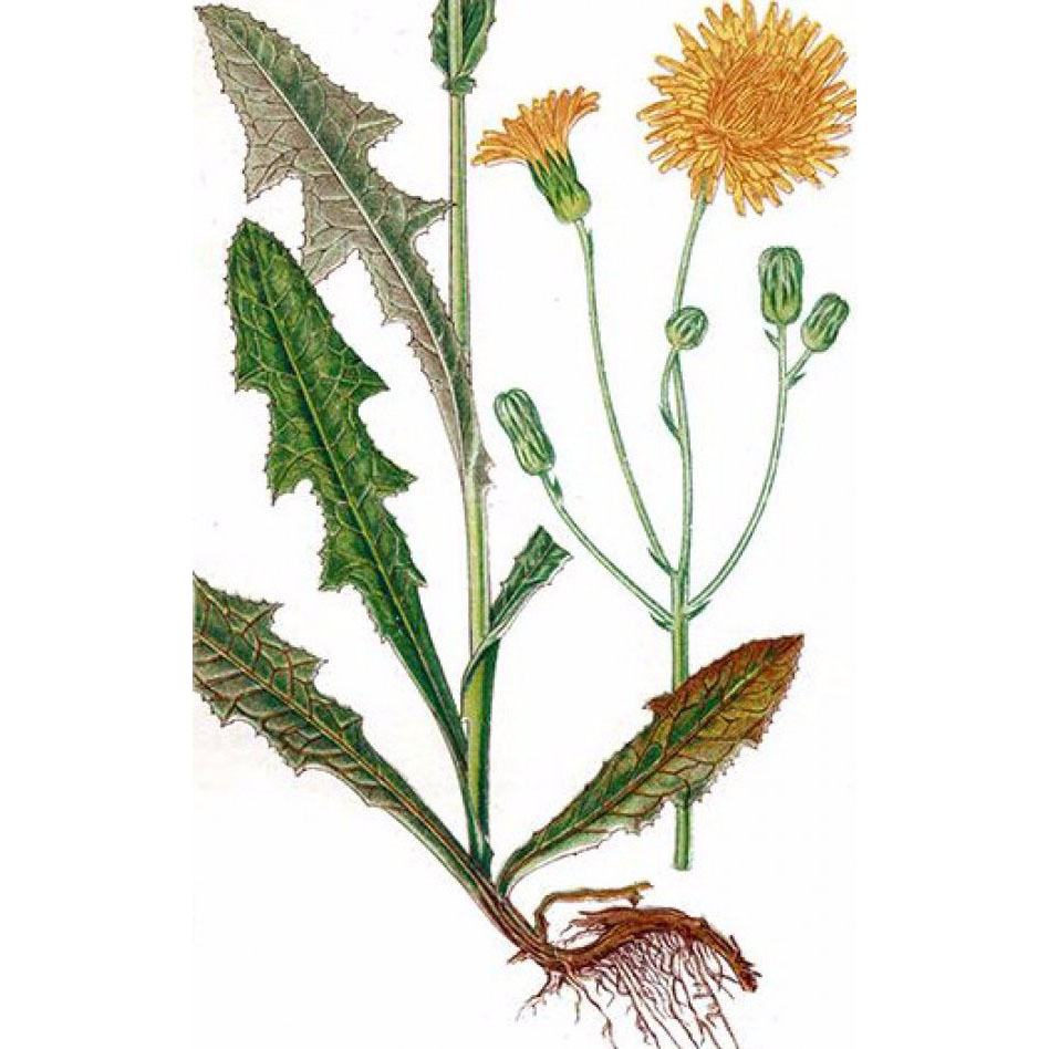  Осот огородный 