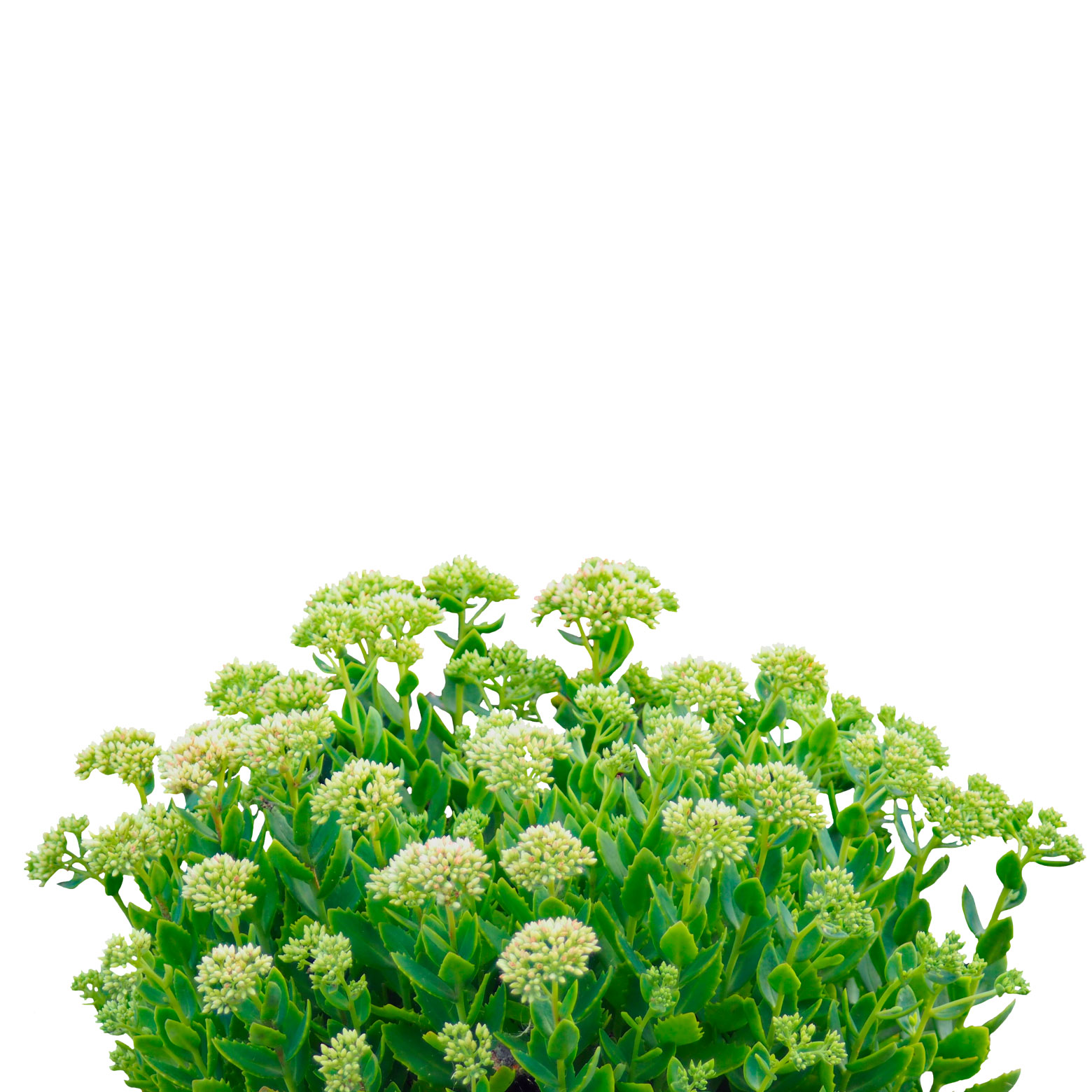  Очиток большой 