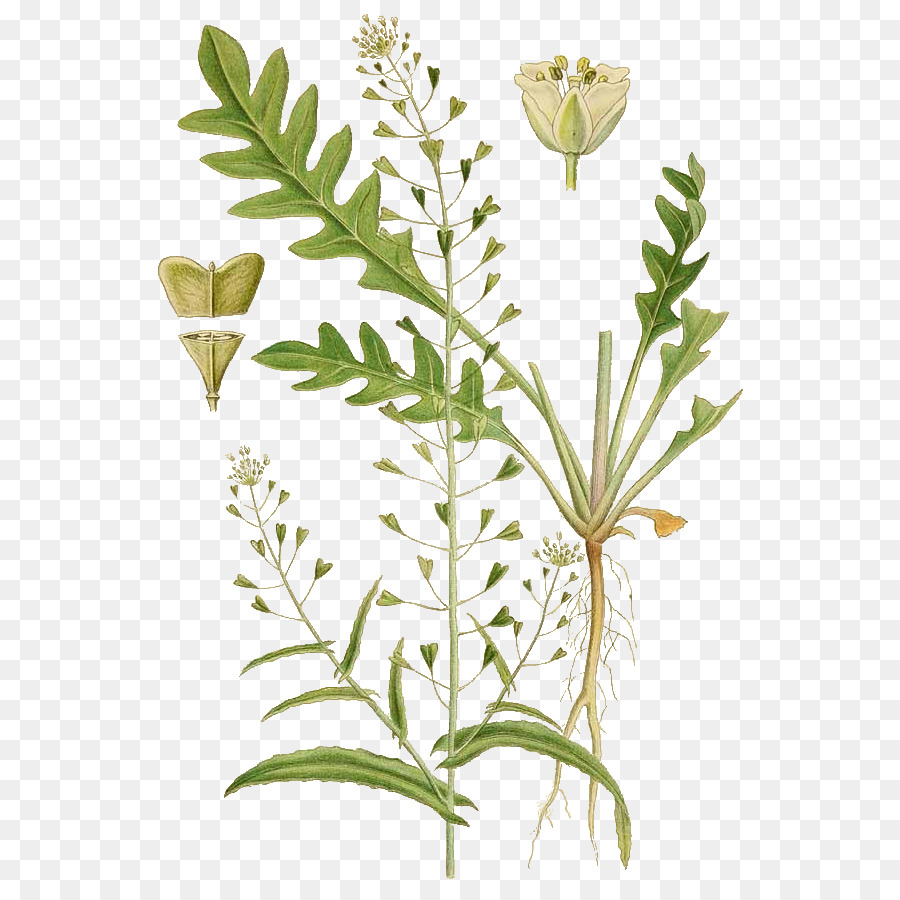  Пастушья сумка 