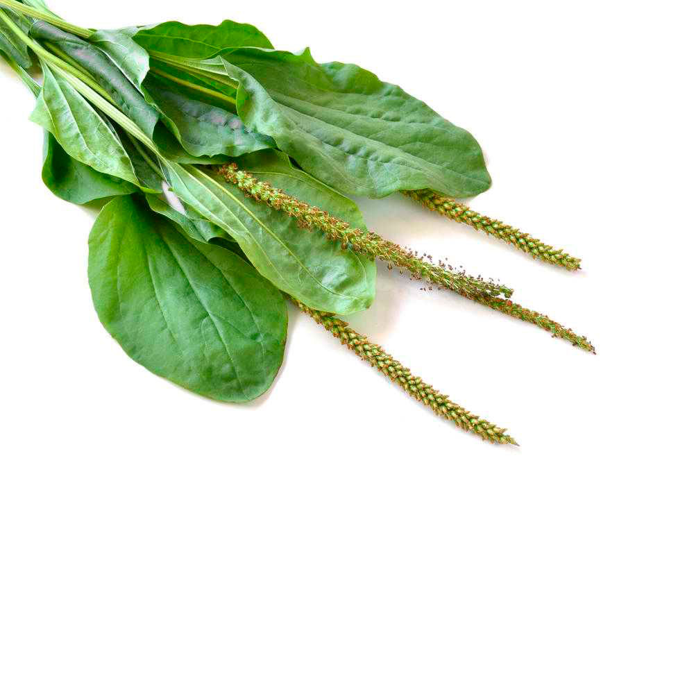  Подорожник большой 