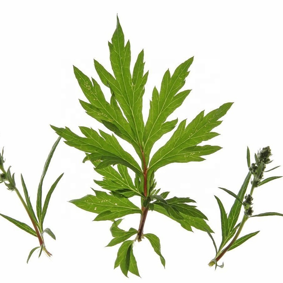  Полынь обыкновенная 