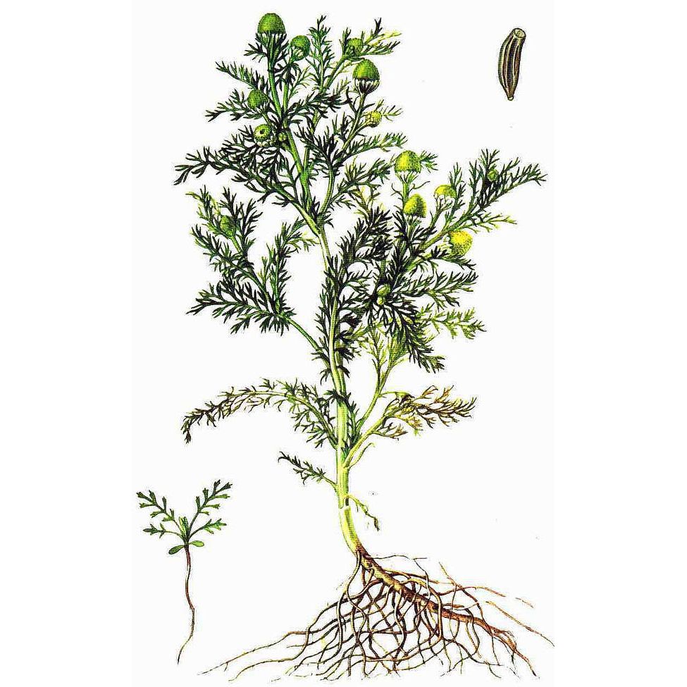  Ромашка безъязычковая 