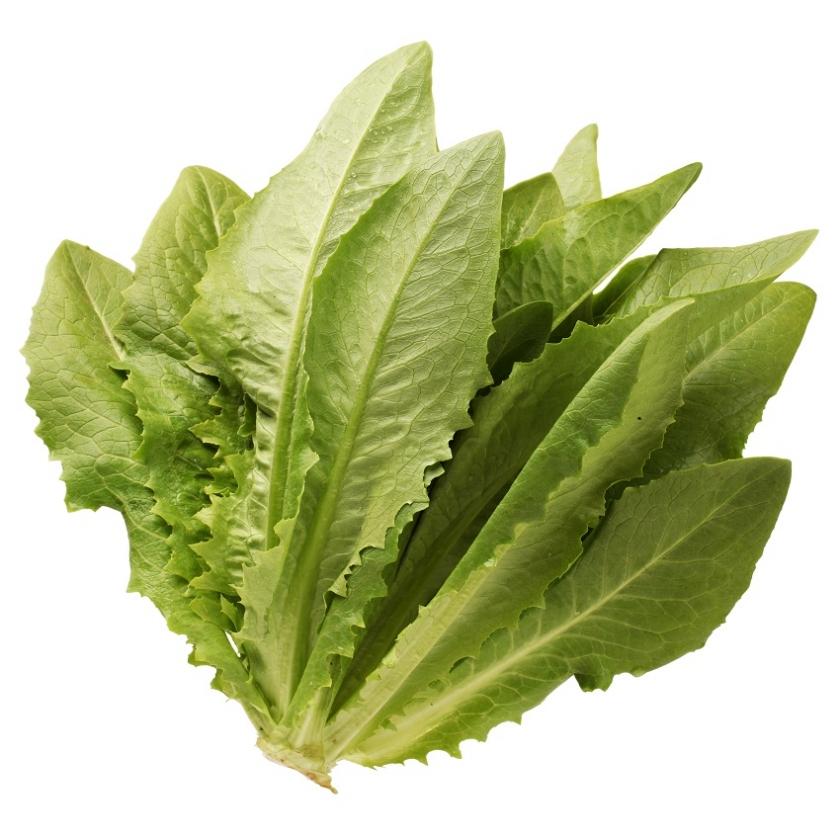  Салат посевной 