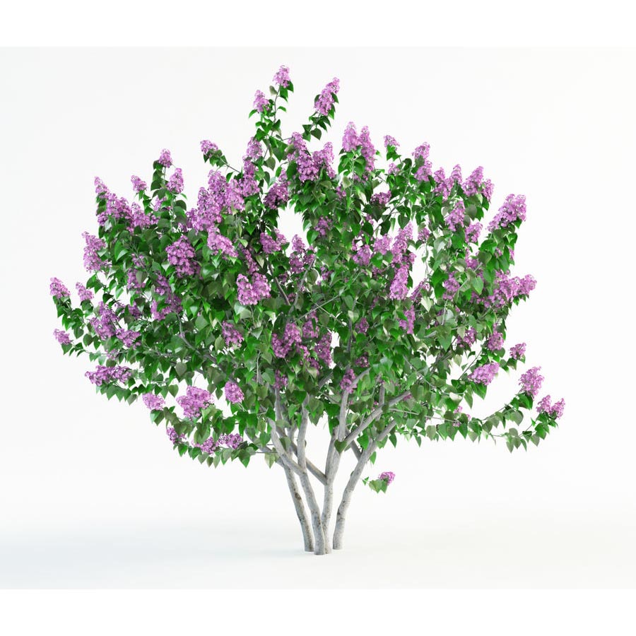  Сирень обыкновенная 