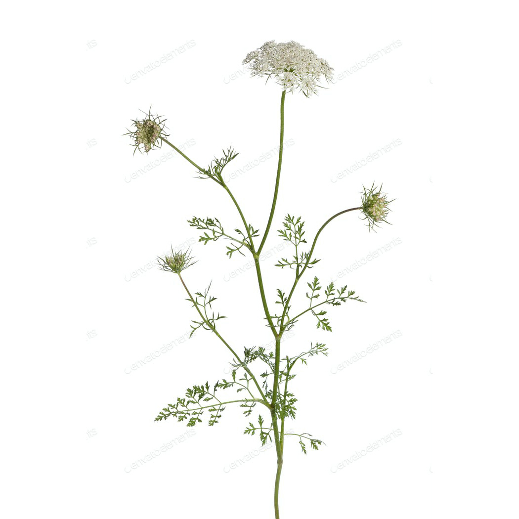  Морковь дикая 