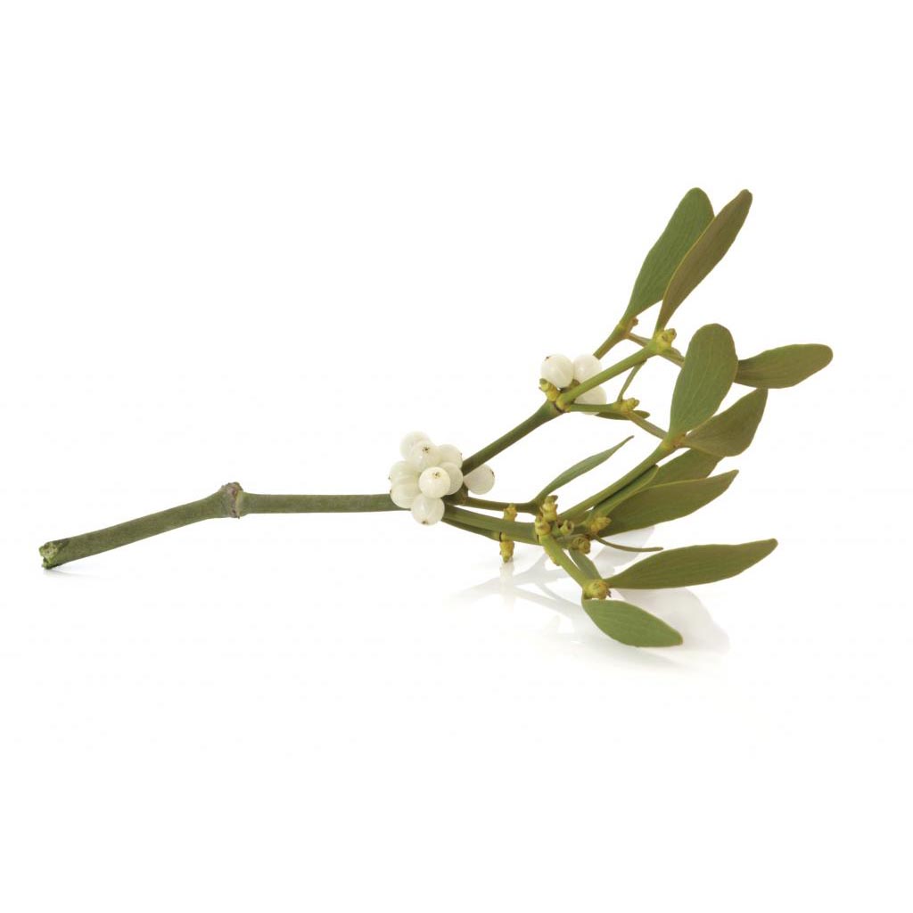  Омела белая 