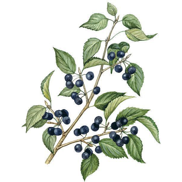  Жостер слабительный 