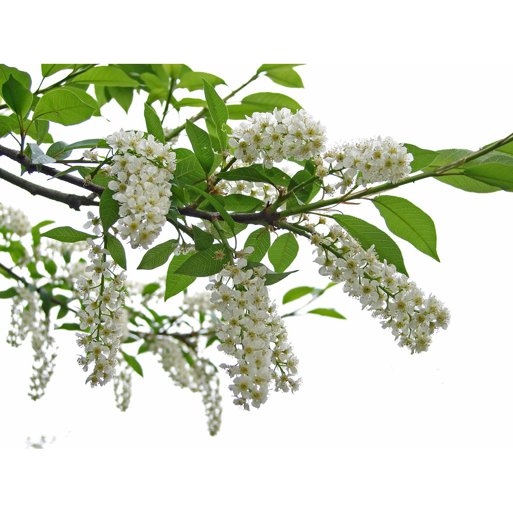  Черемуха обыкновенная 