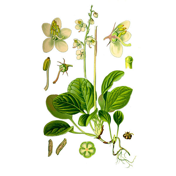  Грушанка круглолистная 