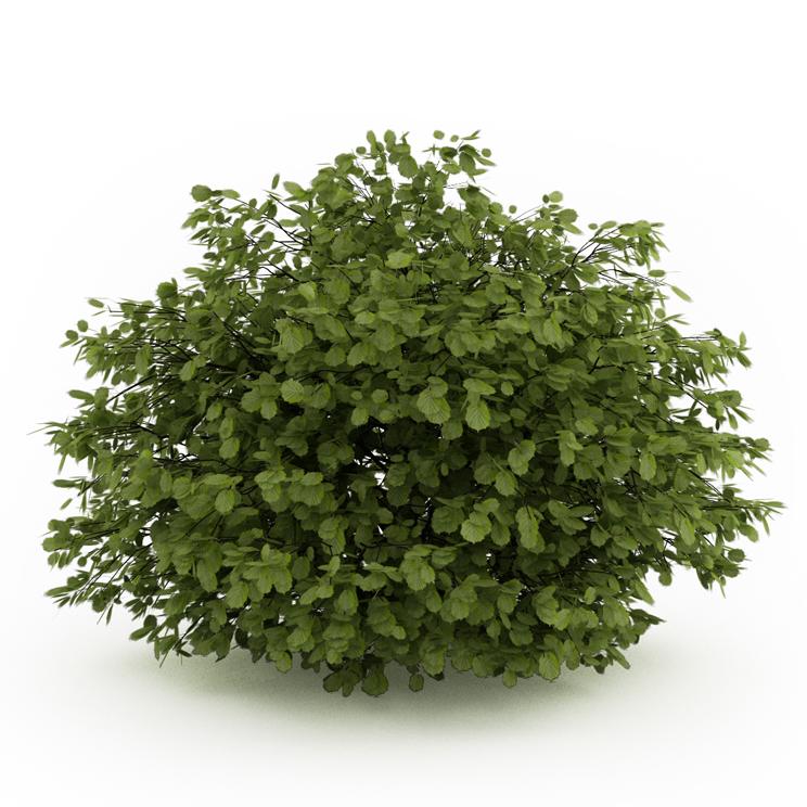  Лещина обыкновенная 