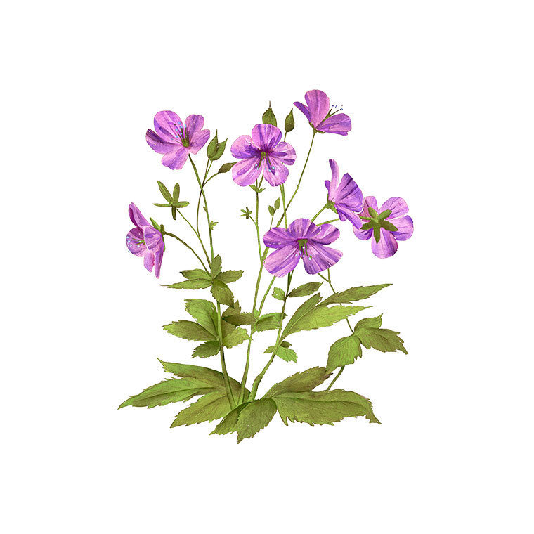  Герань луговая 