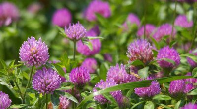 Тема №6. Дары Природы – скатерть самобранка – съедобные дикорастущие растения