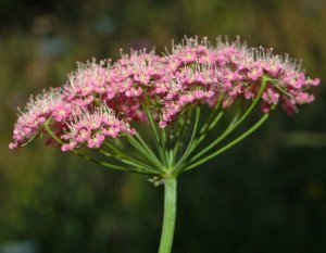 Тема №6. Зонтичные: