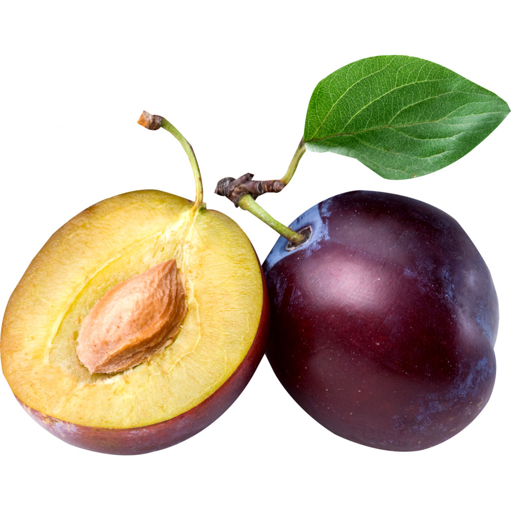  Слива домашняя 