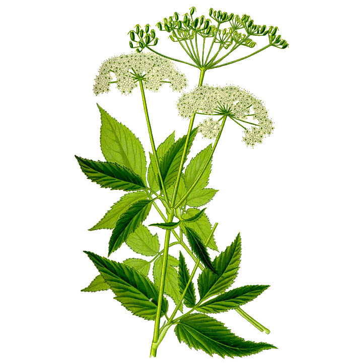  Дудник лесной 