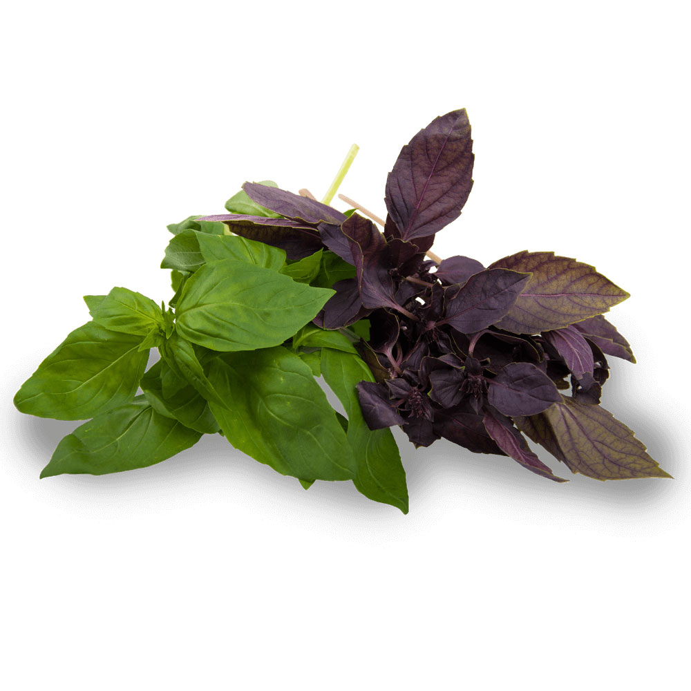  Базилик обыкновенный 