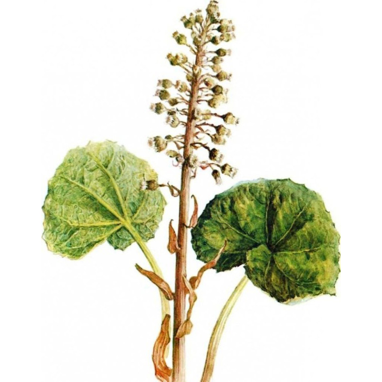  Белокопытник гибридный 