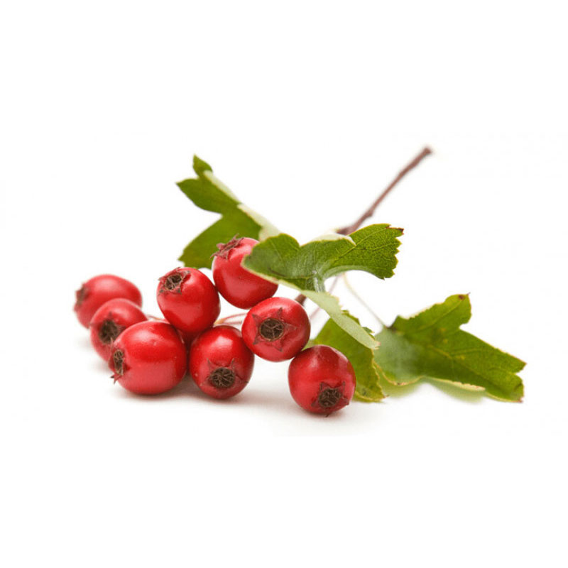  Боярышник кроваво-красный 