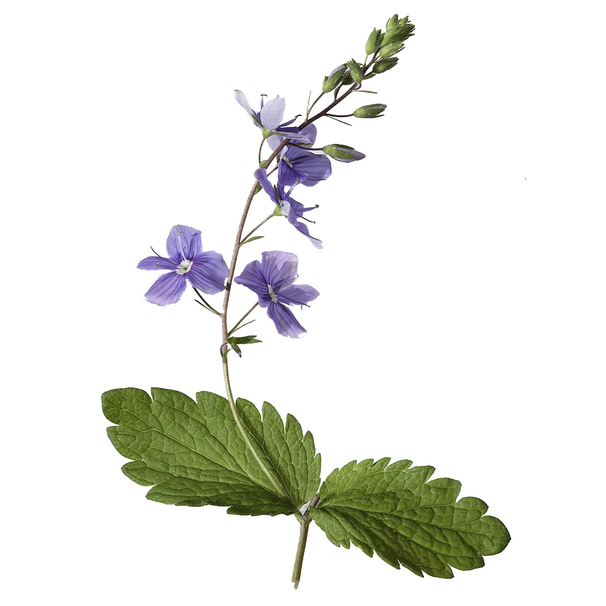  Вероника лекарственная 