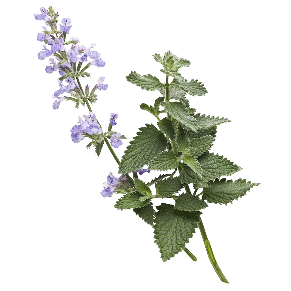  Котовник сибирский 