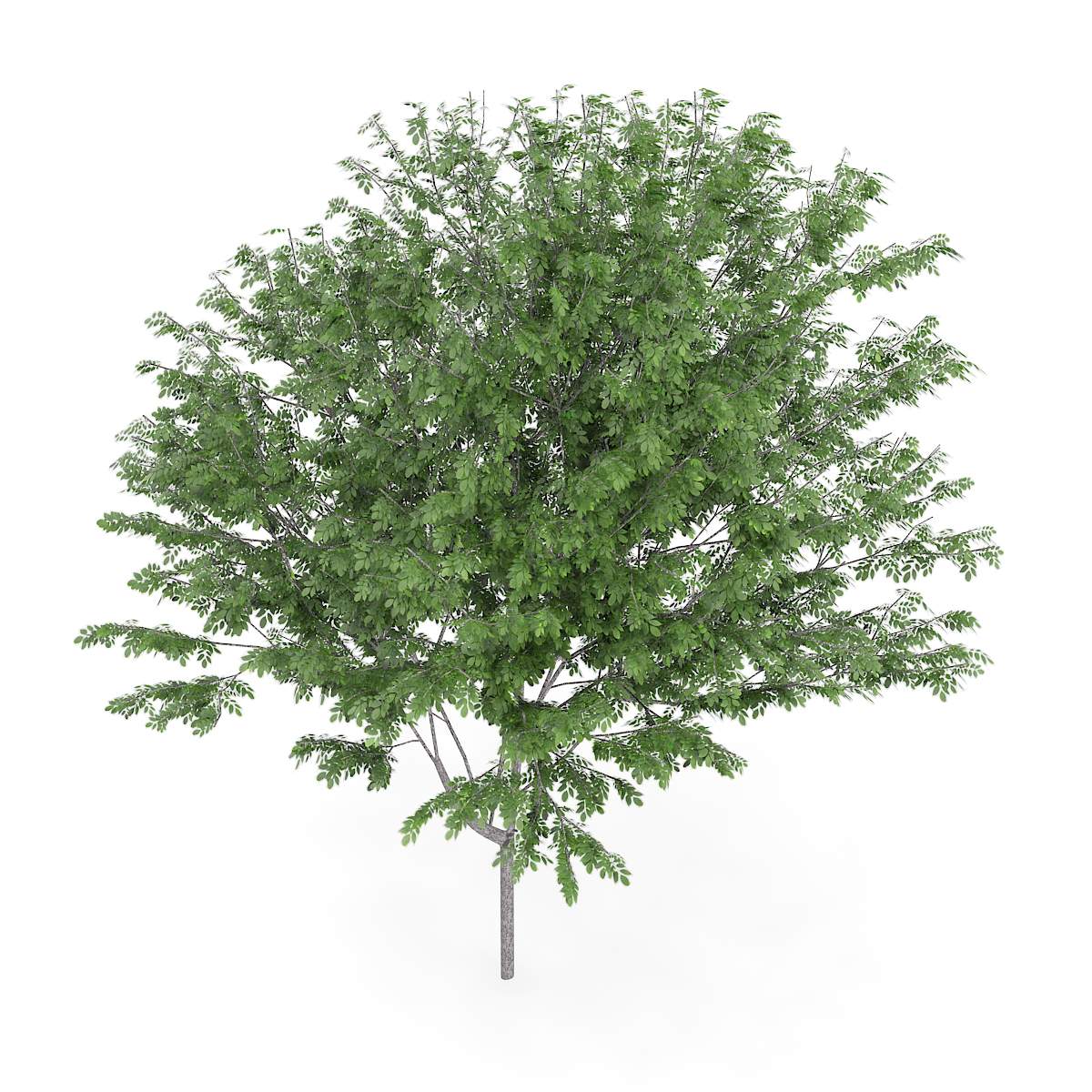  Ясень обыкновенный 