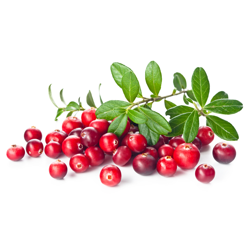  Клюква болотная 