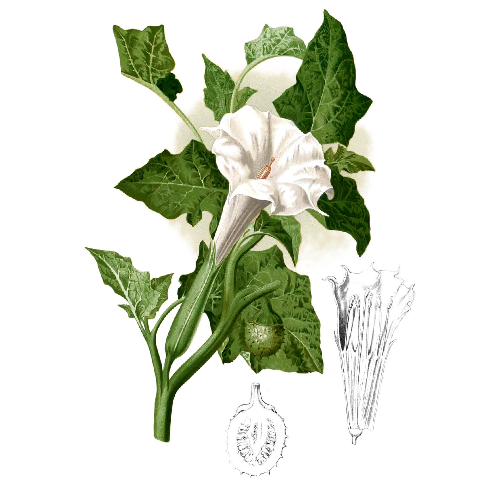  Дурман обыкновенный 