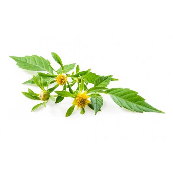  Череда поникшая 