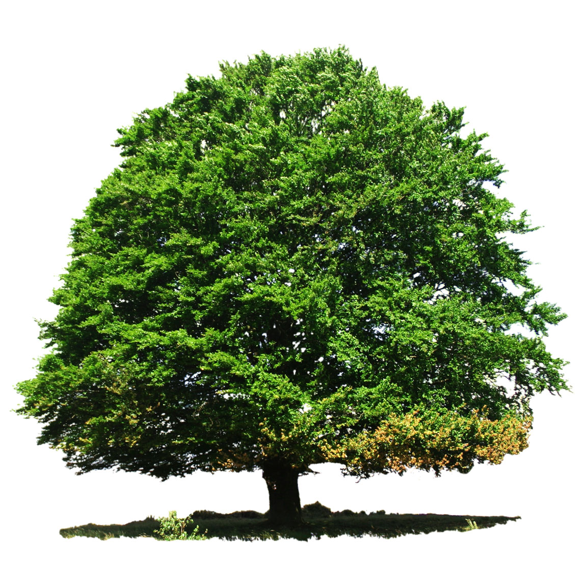  Дуб обыкновенный 