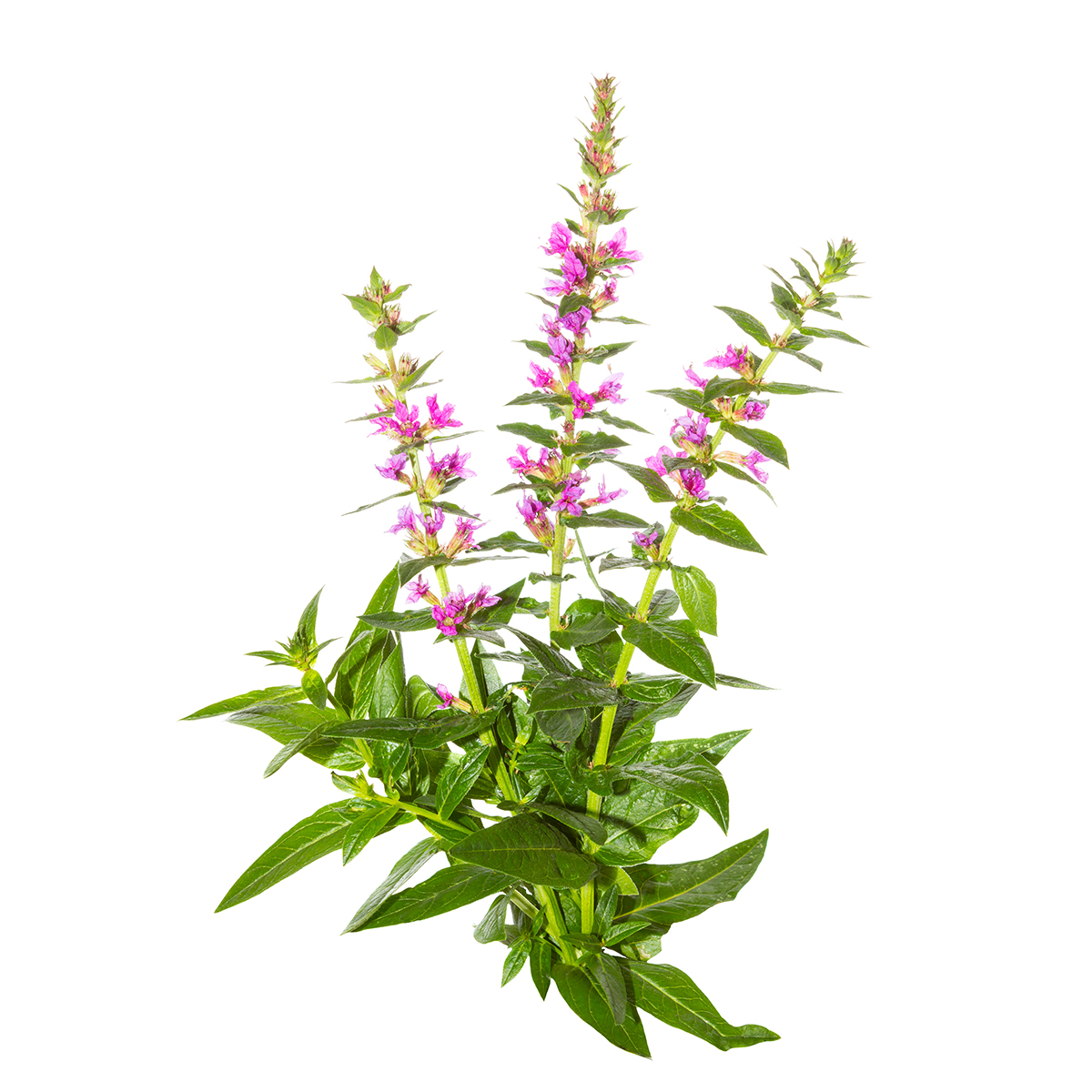  Дербенник иволистный 