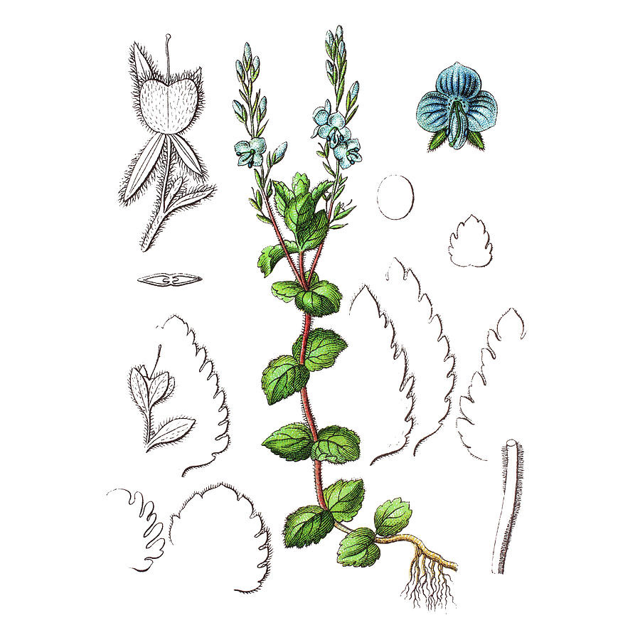  Вероника дубравная 