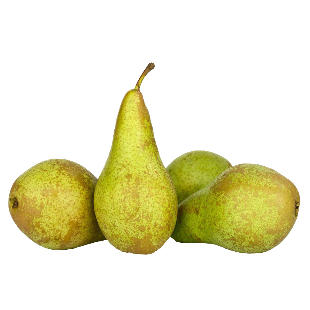  Груша обыкновенная 