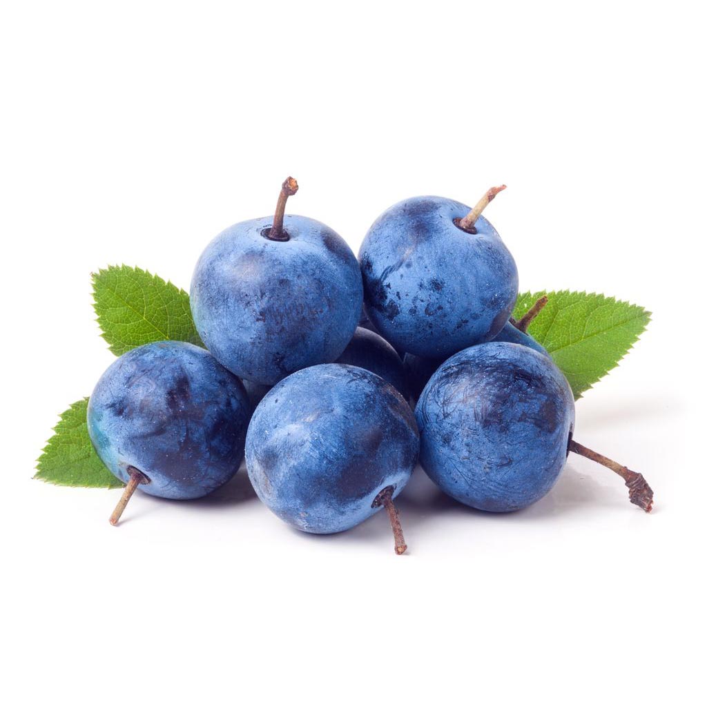  Слива колючая 