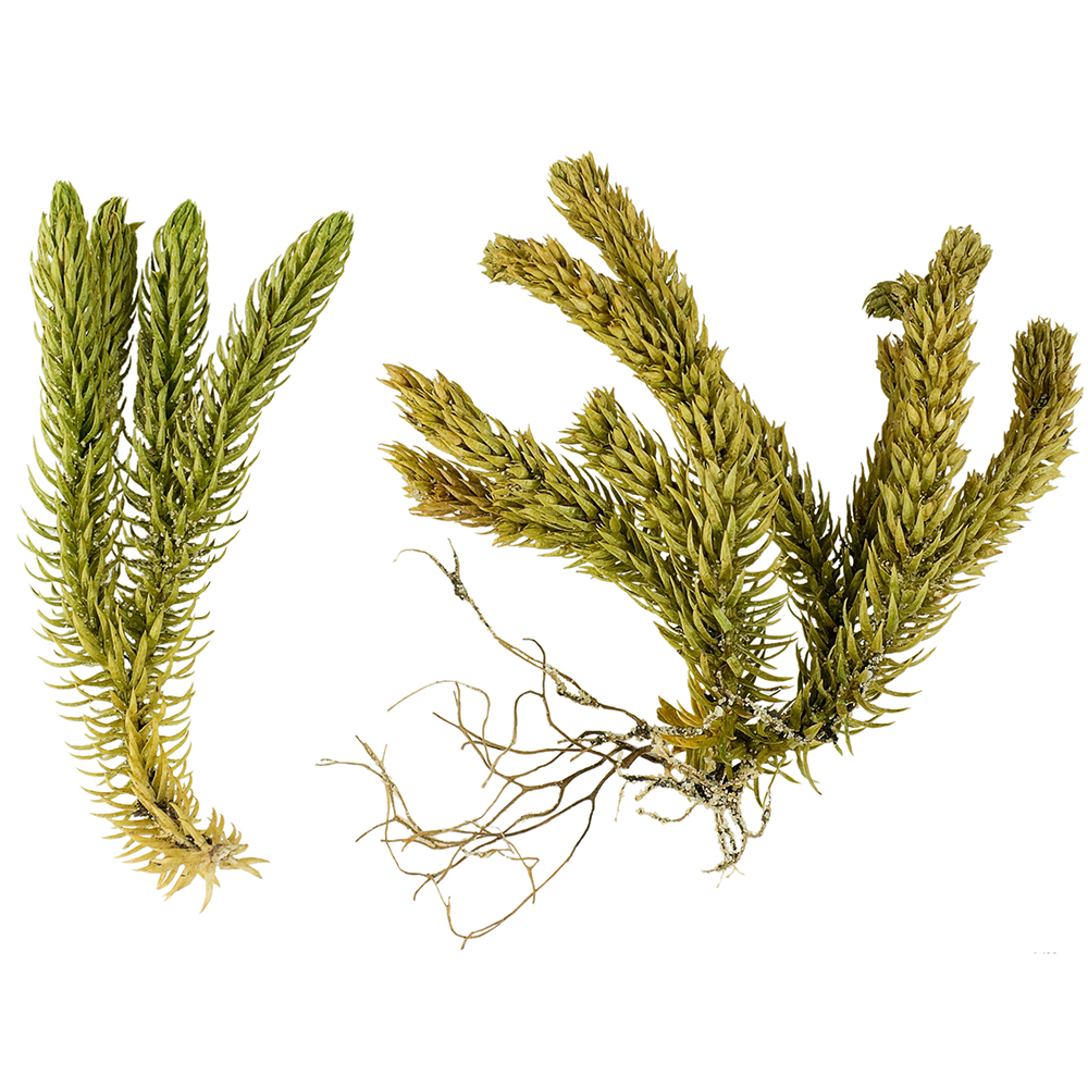  Баранец обыкновенный 