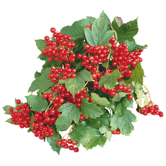  Калина обыкновенная 