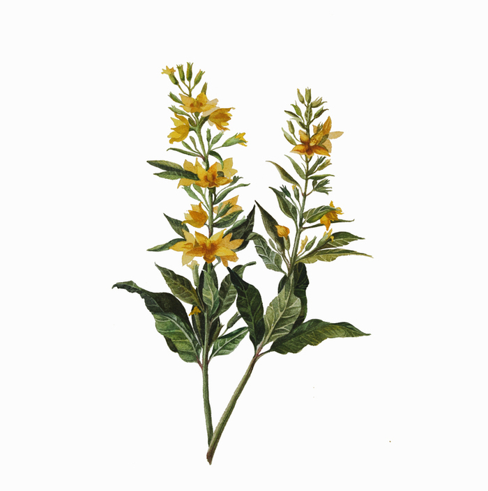  Вербейник обыкновенный 