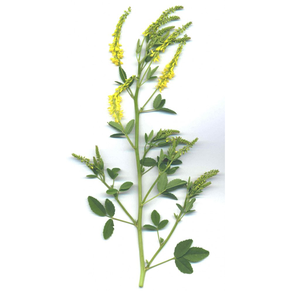  Донник желтый 