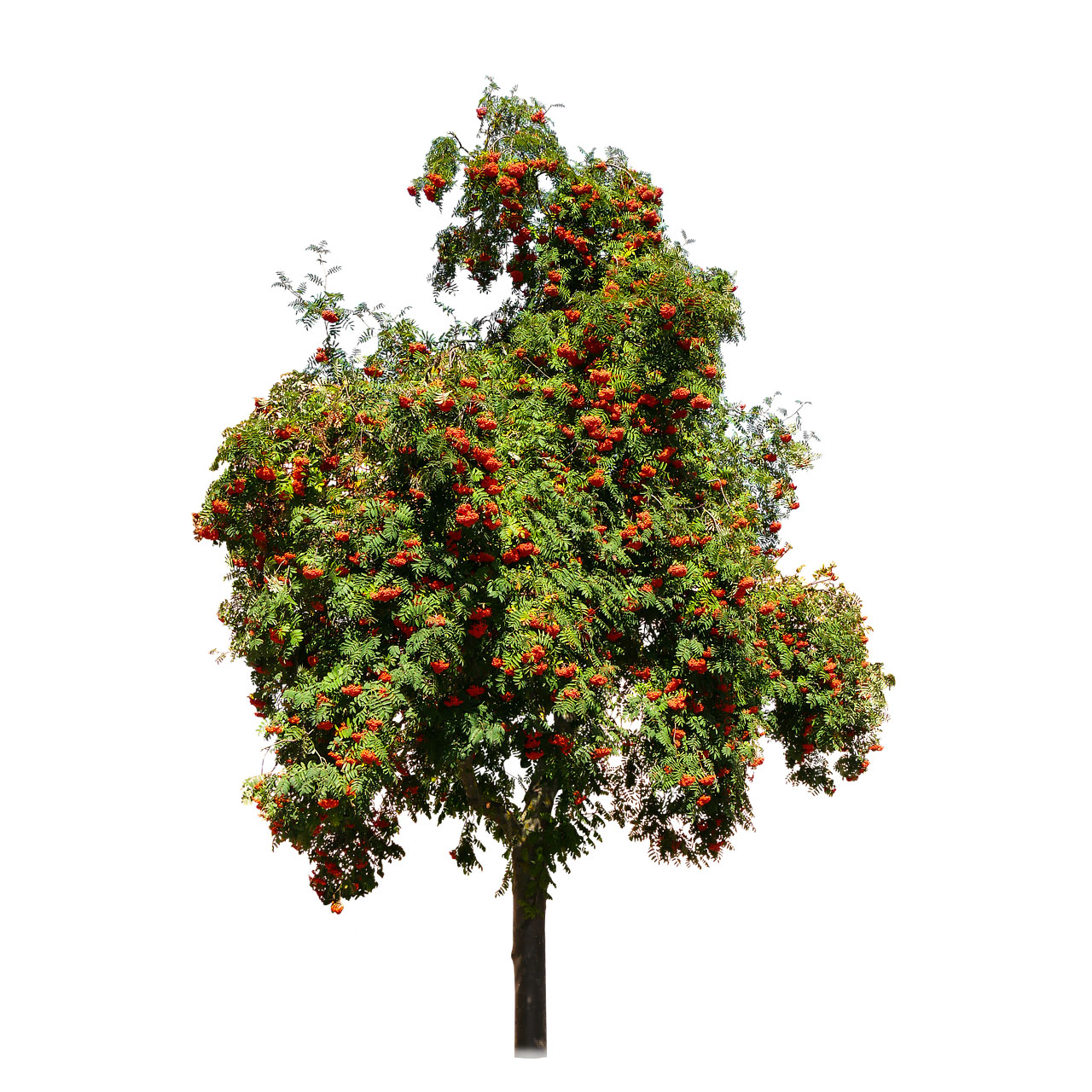  Рябина обыкновенная 