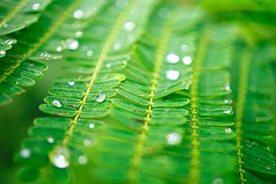 Ранняя зелень