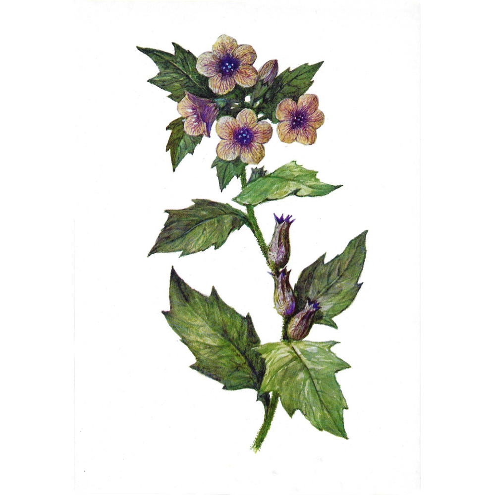  Белена черная 