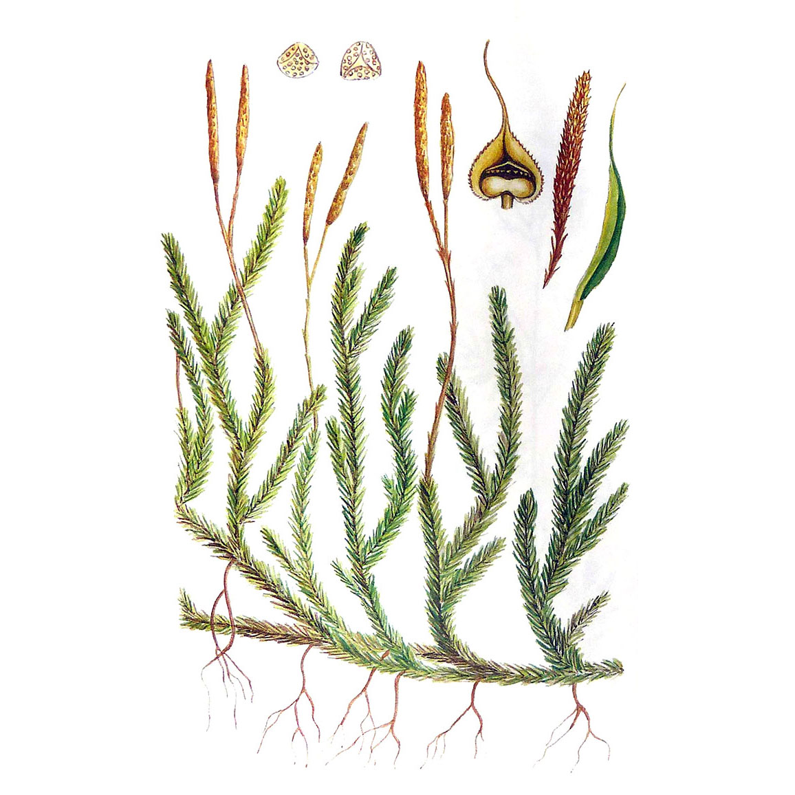  Плаун годичный 