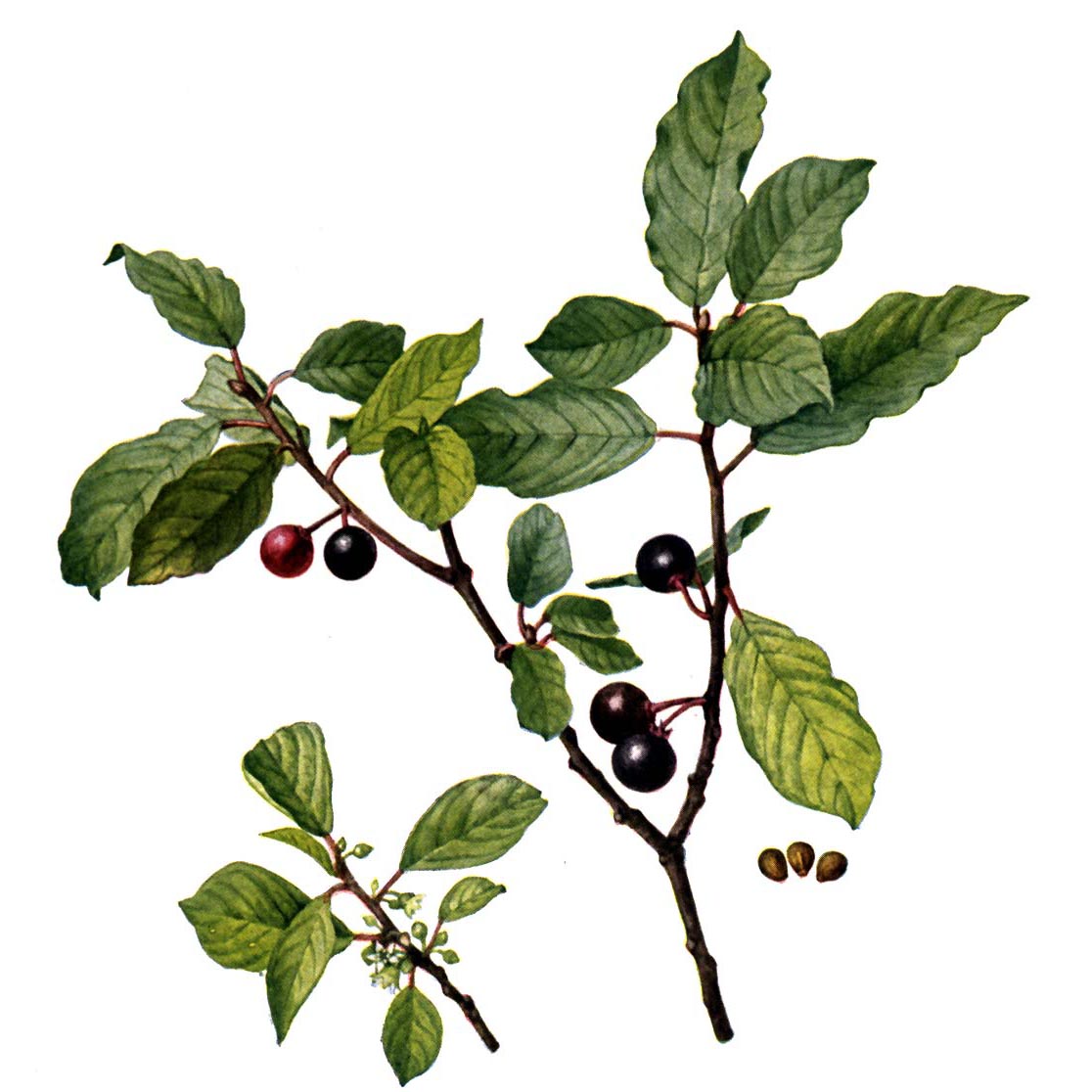  Крушина ольховидная 