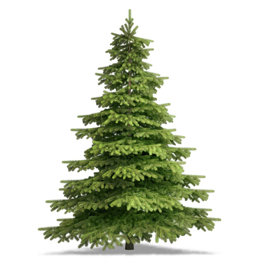  Ель обыкновенная 