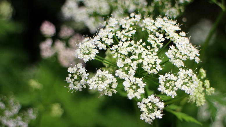  Тема №5. Зонтичные: